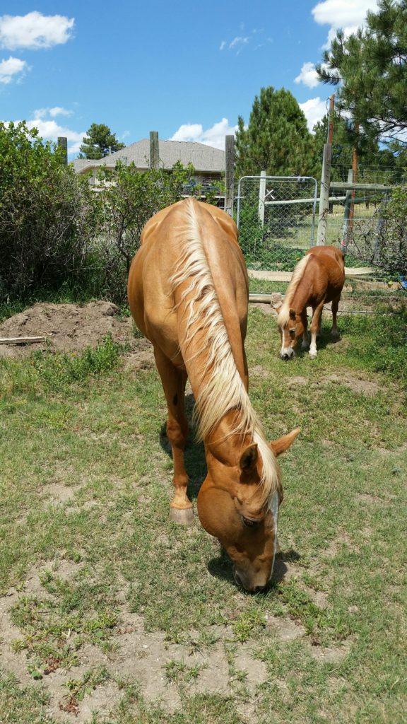 colorado-horse-property-nan-galligan-realtor